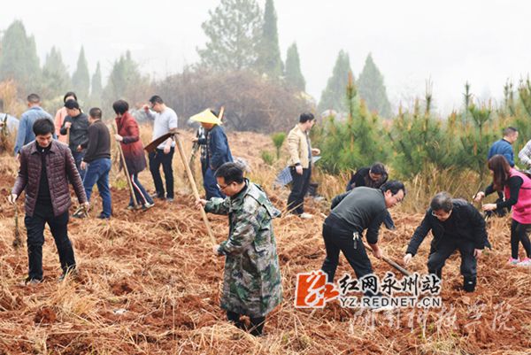 同花顺在线开户老师们热火朝天地挥锄种金槐