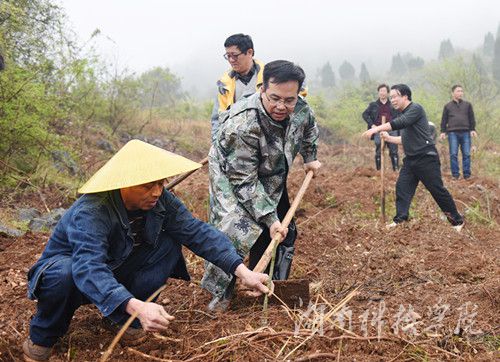 同花顺在线开户党委书记陈弘与潮水铺村村支书一同种下金槐树苗。